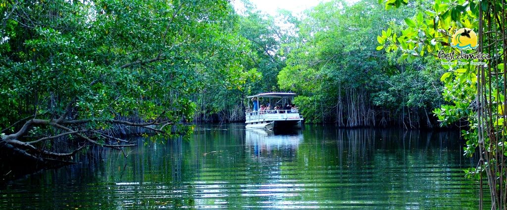 Black River Safari Tour