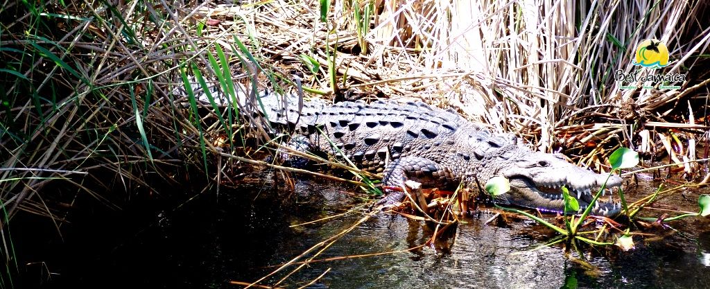 Black River Safari Tour