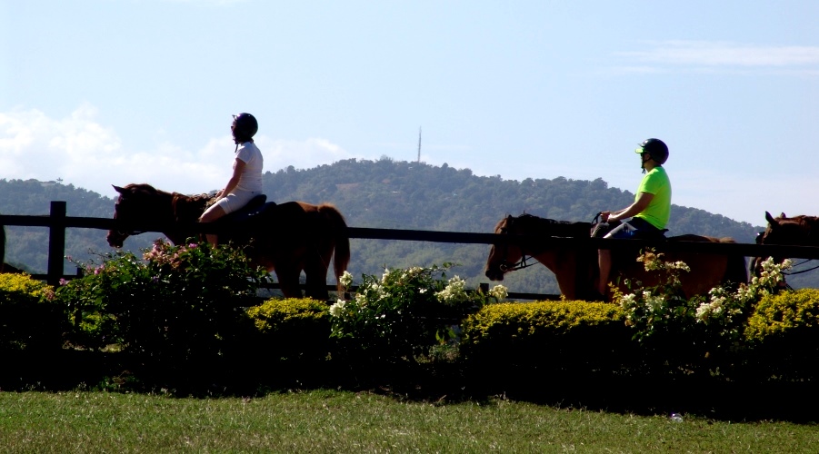 Horse Back Ride Jamaica