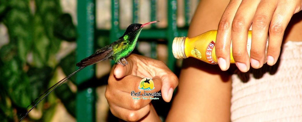 Jamaica Best Vacation