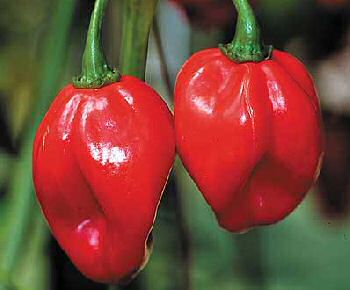 Scotch Bonnet Pepper