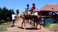Camel Jamaica