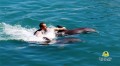 Dolphin Cove Jamaica 1