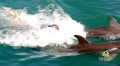 Dolphin Cove Jamaica 3