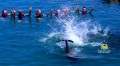 Dolphin Cove Jamaica 6