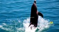 Dolphin Cove Jamaica 7