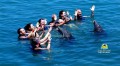 Dolphin Cove Jamaica