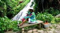 Shaw Park Gardens 1