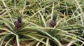 croydon plantation (2)